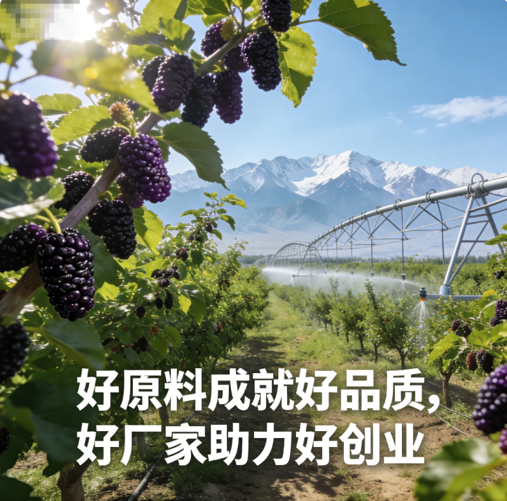 新疆桑葚酒招商 厂家全程扶持代理